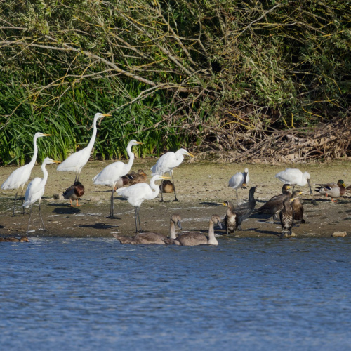 Spoonbill Platalea leucorodia