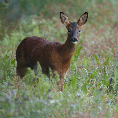 Roe Deer Capreolus capreolus