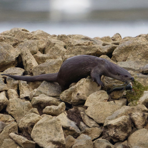 Otter Lutra lutra