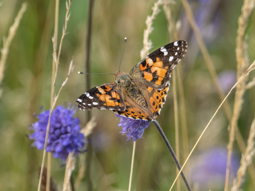 Painted Lady Vanessa cardui