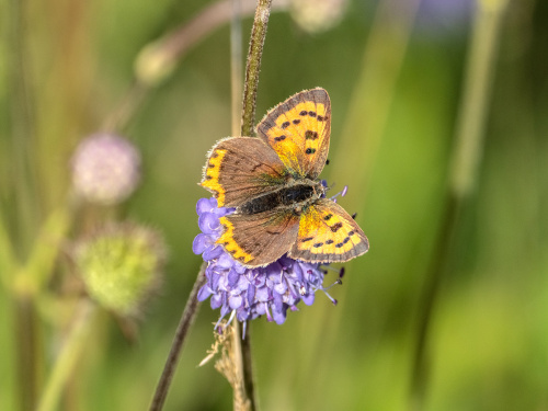 Small Copper Lycaena phlaeas