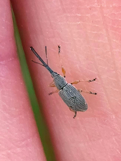 Hollyhock Weevil Rhopalapion longirostre