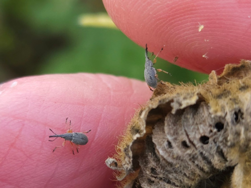 Hollyhock Weevil Rhopalapion longirostre