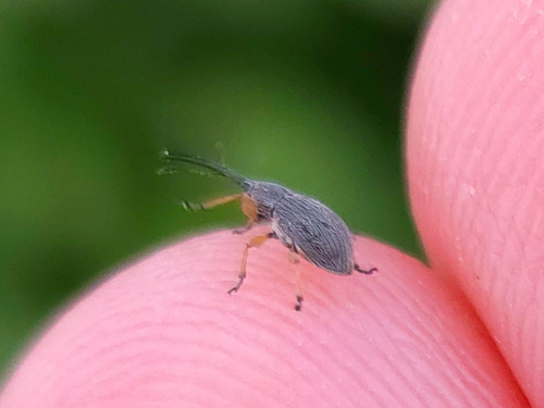 Hollyhock Weevil Rhopalapion longirostre