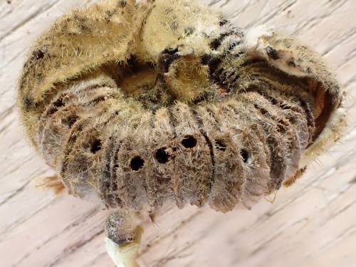 Hollyhock Weevil Rhopalapion longirostre