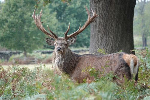 Red Deer Cervus elaphus