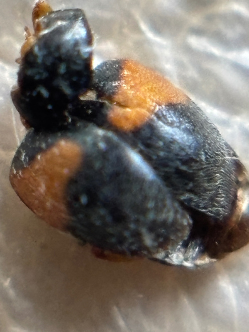  Scymnus interruptus