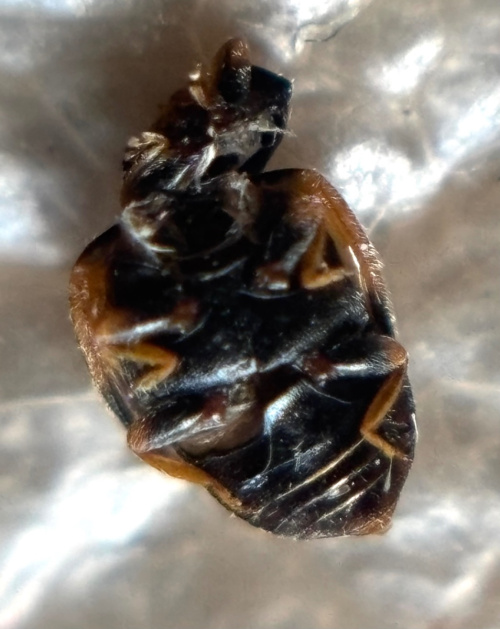  Scymnus interruptus