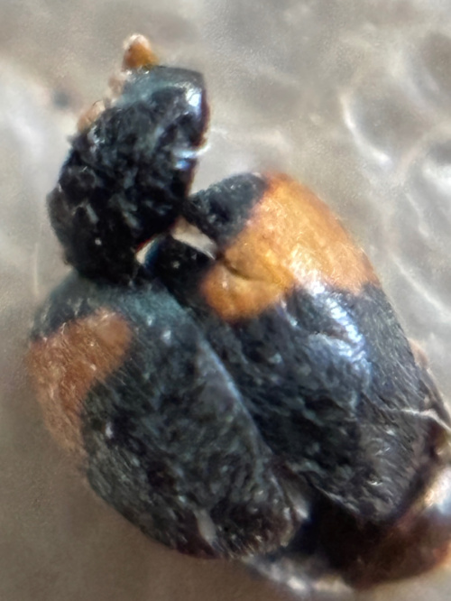  Scymnus interruptus