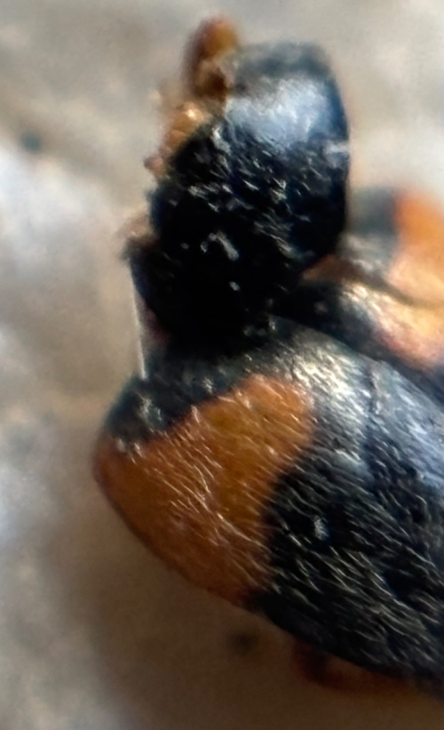  Scymnus interruptus
