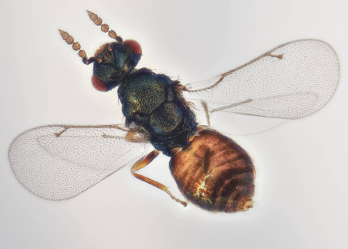  Colpoclypeus florus