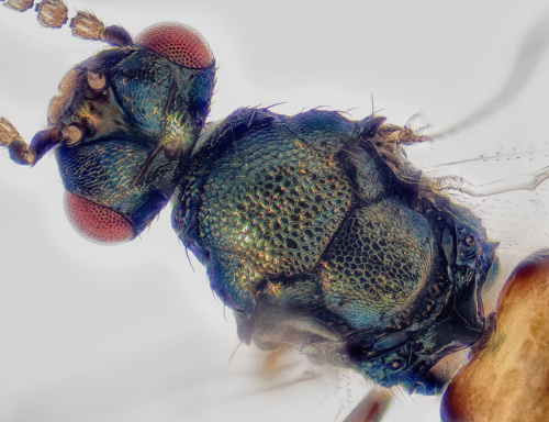  Colpoclypeus florus
