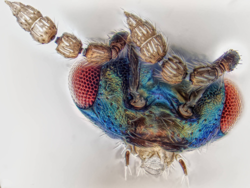  Colpoclypeus florus