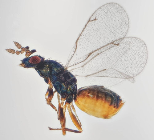  Colpoclypeus florus