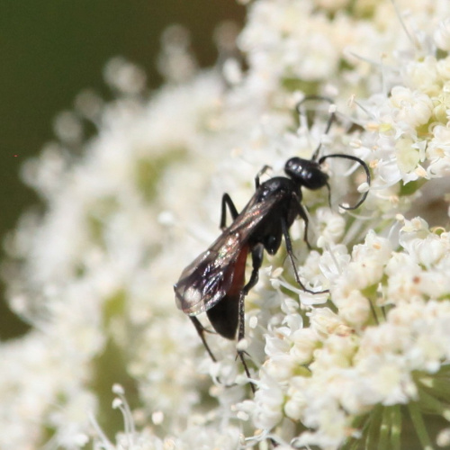  Priocnemis
