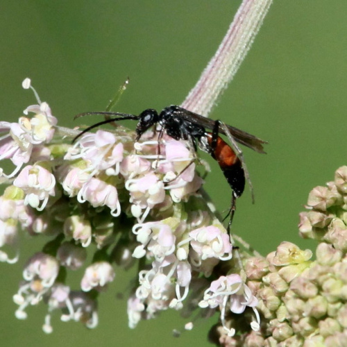  Priocnemis