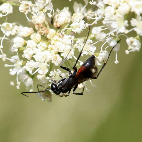  Priocnemis