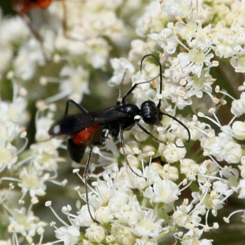  Priocnemis