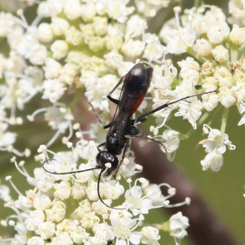  Priocnemis