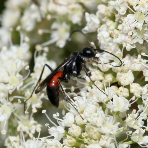  Priocnemis