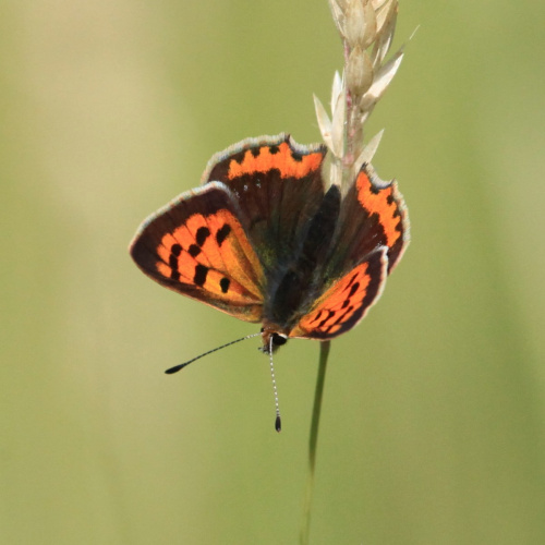 Small Copper Lycaena phlaeas