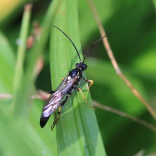  Ichneumon