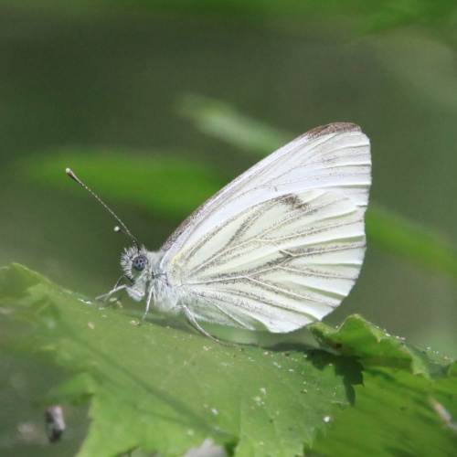 Green-veined White Pieris napi