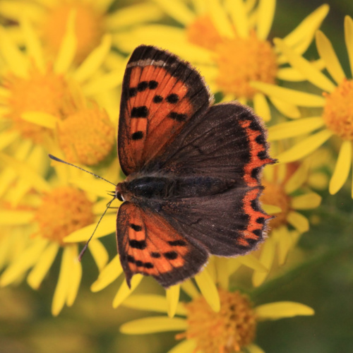 Small Copper Lycaena phlaeas