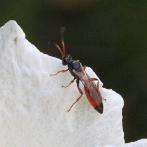 Phaeogenini