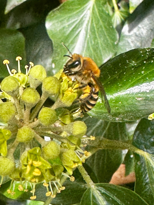 Ivy Bee Colletes hederae