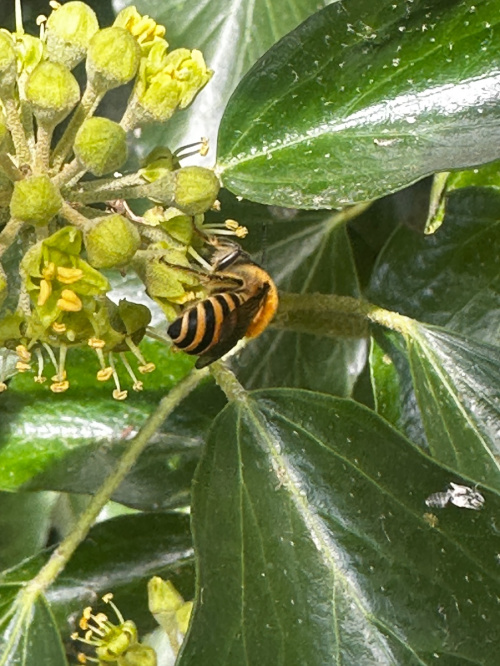 Ivy Bee Colletes hederae