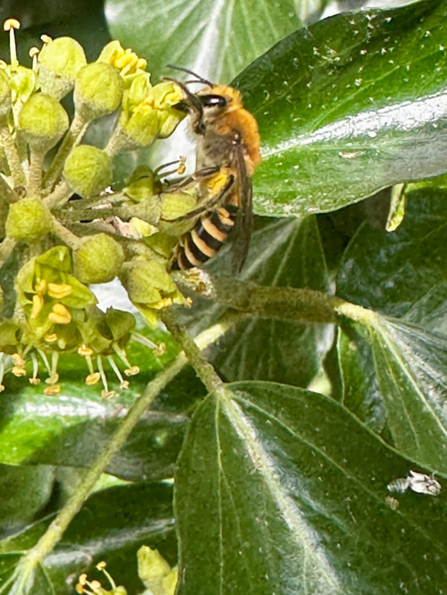 Ivy Bee Colletes hederae