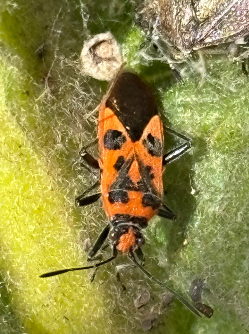  Corizus hyoscyami