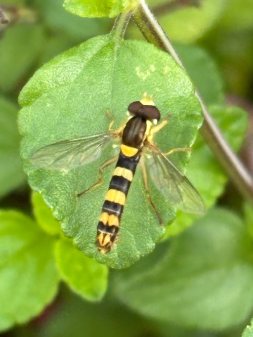  Sphaerophoria scripta
