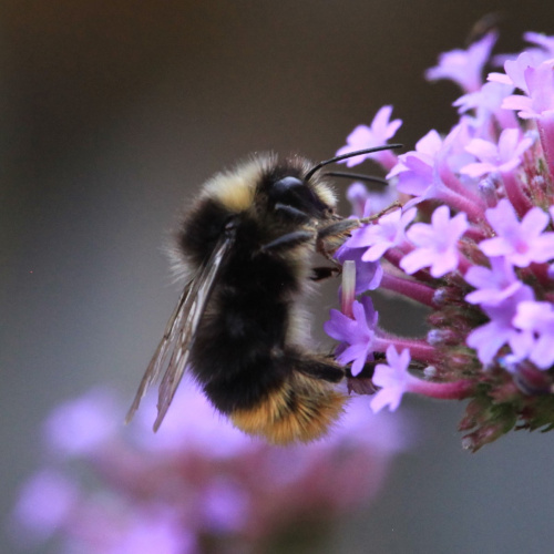 Red-tailed Bumblebee