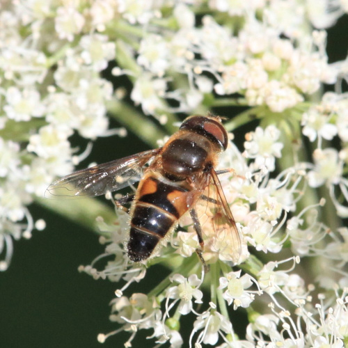 Eristalis pertinax