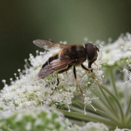 Eristalis pertinax