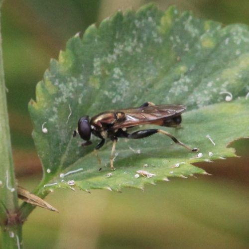 Xylota segnis