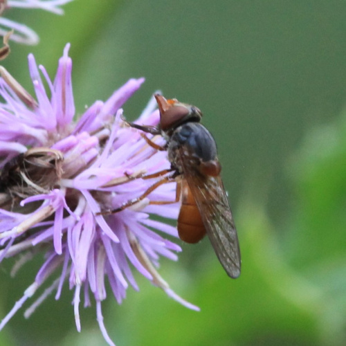 Rhingia rostrata
