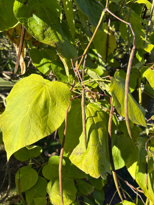  Catalpa