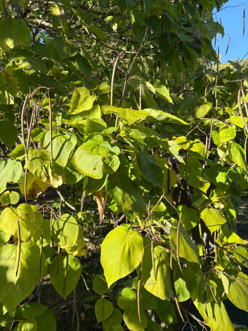  Catalpa