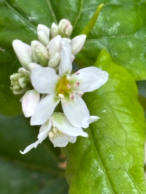 Buckwheat Fagopyrum esculentum