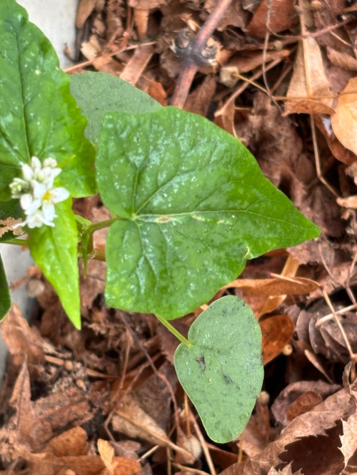 Buckwheat Fagopyrum esculentum