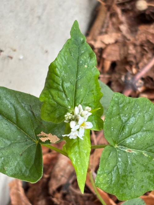 Buckwheat Fagopyrum esculentum