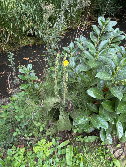 Mullein Verbascum