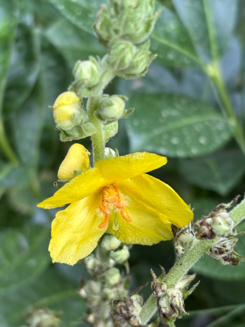 Mullein Verbascum