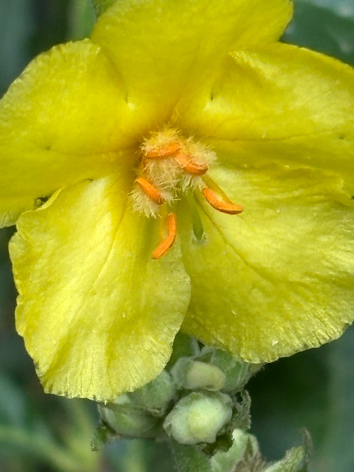 Mullein Verbascum