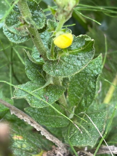 Mullein Verbascum