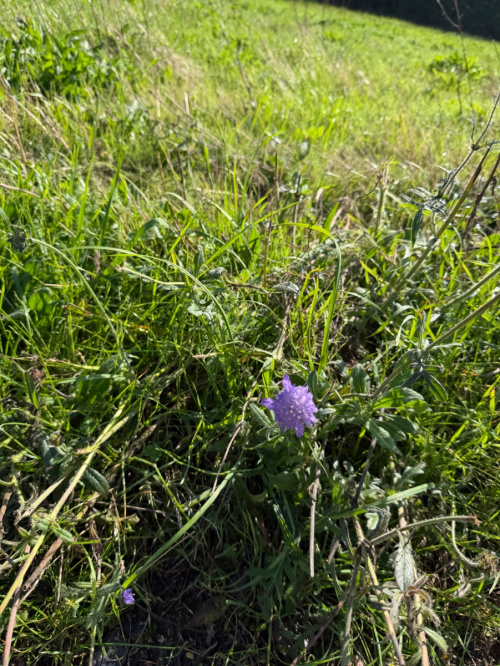 Field Scabious Knautia arvensis