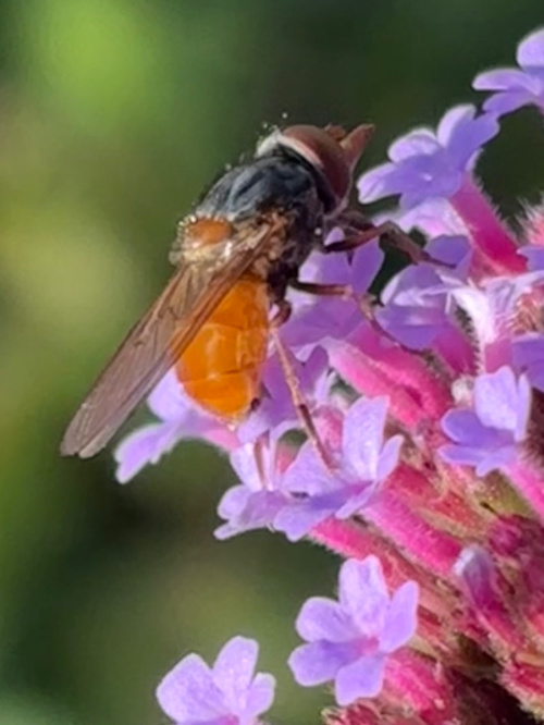 Rhingia rostrata